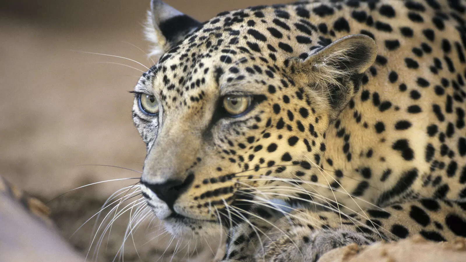 Arabian Leopard